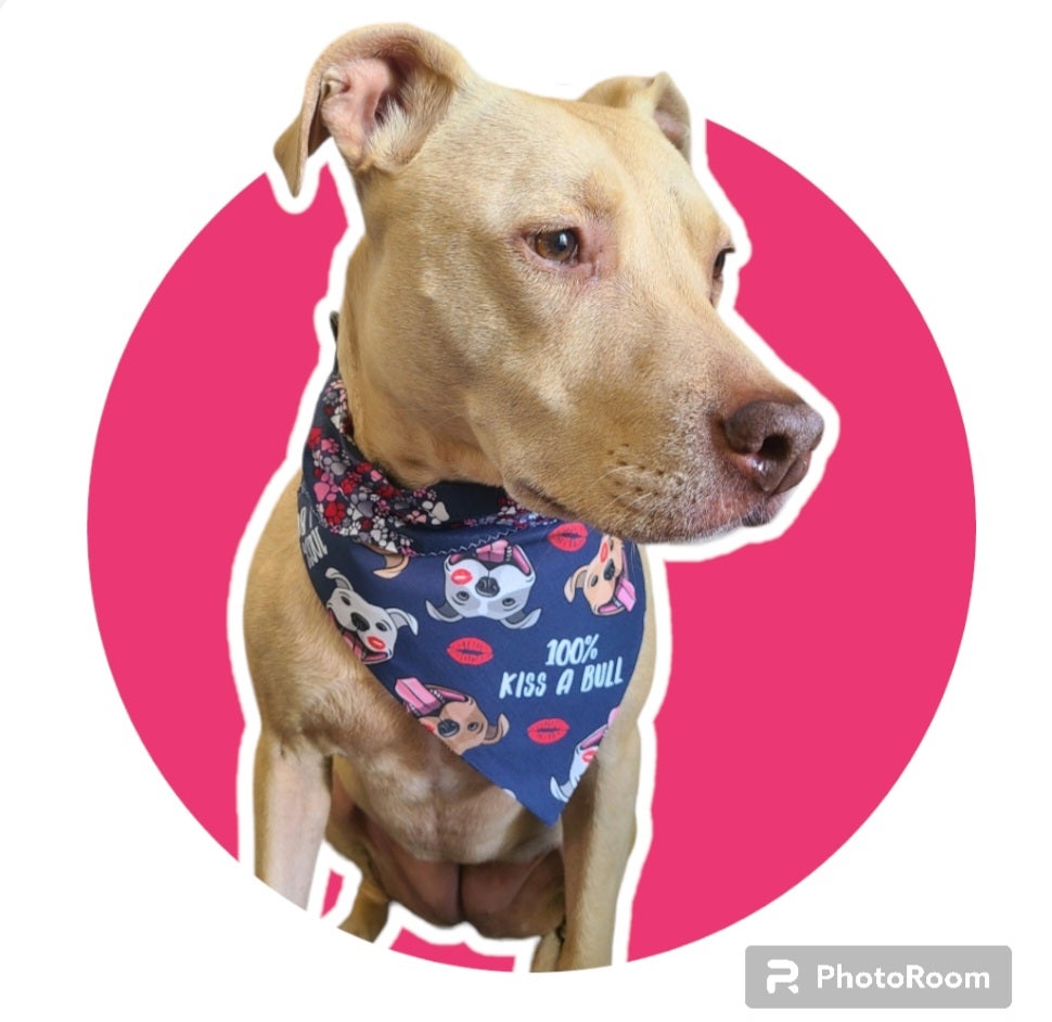 Burgers Bandana – Dapple Dog Designs